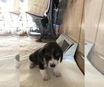 Small Photo #3 Beagle Puppy For Sale in FORT DODGE, IA, USA