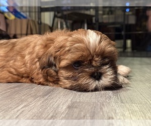 Shih Tzu Puppy for sale in HUNTERTOWN, IN, USA