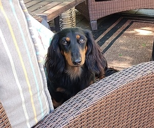Dachshund Puppy for sale in LAKE HOPATCONG, NJ, USA
