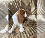 Small #6 Cavalier King Charles Spaniel