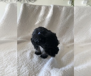 Schnauzer (Miniature) Puppy for sale in EDMOND, OK, USA