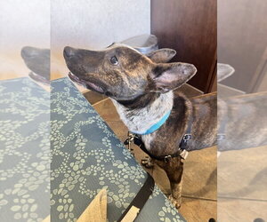 Stripe - Male Mutt Dog for Adoption - Photo #7