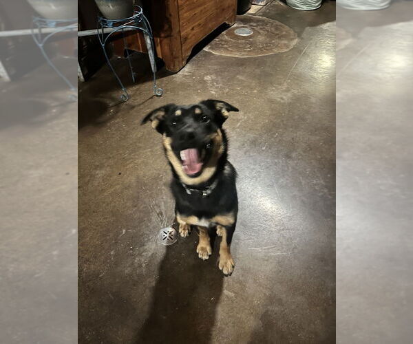 Medium Photo #2 Australian Shepherd-German Shepherd Dog Mix Puppy For Sale in Aurora, IN, USA