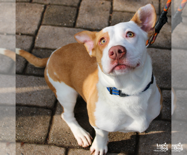 Medium Photo #4 Basset Hound-Unknown Mix Puppy For Sale in Washington, DC, USA
