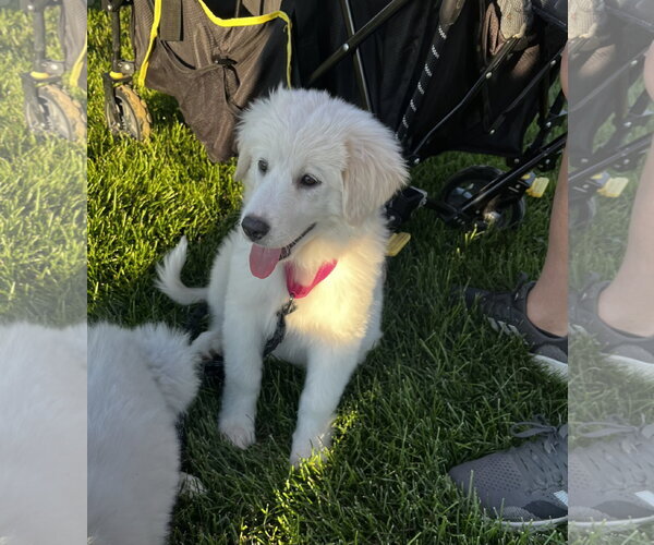 Medium Photo #2 Great Pyrenees-Unknown Mix Puppy For Sale in Brooklyn Center, MN, USA
