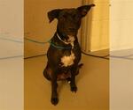 Small Labrador Retriever Mix