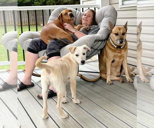 Medium Photo #2 Labrenees Puppy For Sale in Fultonham, NY, USA