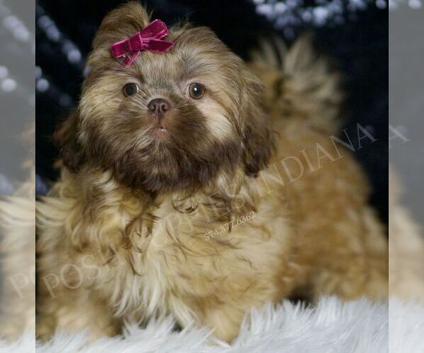 Medium Photo #1 Shih Tzu Puppy For Sale in WARSAW, IN, USA
