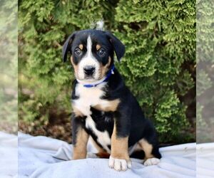 Greater Swiss Mountain Dog Puppy for sale in RONKS, PA, USA