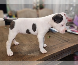 American Bully-American Staffordshire Terrier Mix Puppy for sale in SAN BERNARDINO, CA, USA