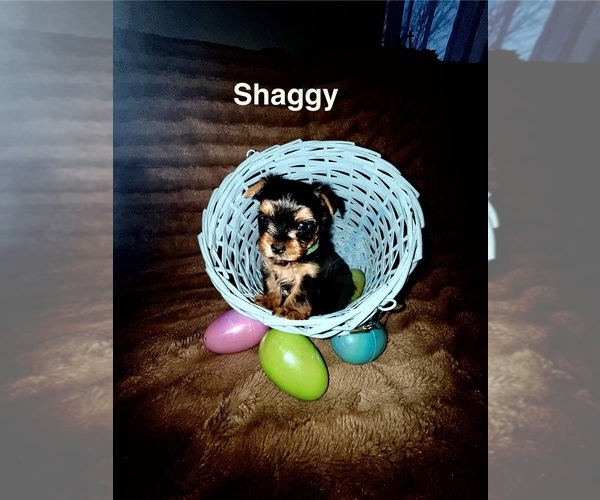 Medium Photo #9 Yorkshire Terrier Puppy For Sale in OLATHE, KS, USA