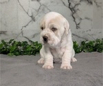 Small #7 Cocker-Pei
