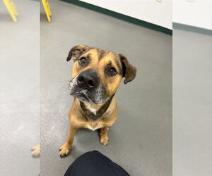 American Pit Bull Terrier-Staffordshire Bull Terrier Mix Dogs for adoption in Corpus Christi, TX, USA