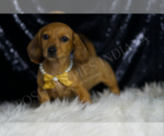 Small #4 Dachshund