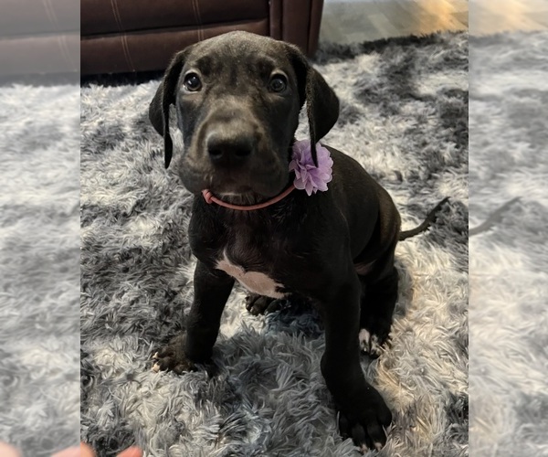 Medium Photo #1 Great Dane Puppy For Sale in AMARILLO, TX, USA