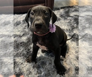 Great Dane Puppy for Sale in AMARILLO, Texas USA