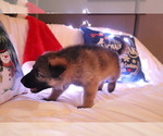 Small #5 German Shepherd Dog