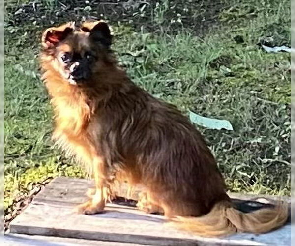 Medium Photo #2 ShiChi Puppy For Sale in Rustburg, VA, USA