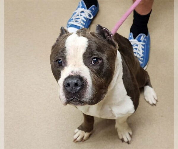 Medium Photo #2 American Pit Bull Terrier Puppy For Sale in Decatur, IL, USA