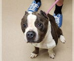 Small #1 American Pit Bull Terrier