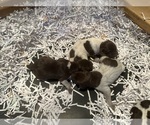 Puppy Puppy 1 to 3 German Shorthaired Pointer