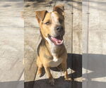 Small #27 American Staffordshire Terrier Mix