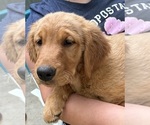 Puppy Puppy 8 Grey Golden Retriever