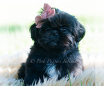Small Photo #57 Shih Tzu Puppy For Sale in WARSAW, IN, USA