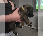 Puppy Puppy 7 German Shepherd Dog