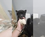 Puppy 1 Samoyed-Siberian Husky Mix