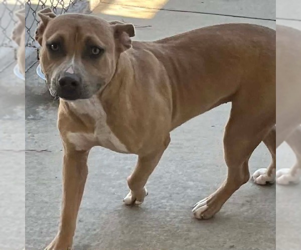 Medium Photo #1 Mutt Puppy For Sale in Rockaway, NJ, USA