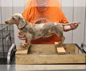 Father of the Dachshund puppies born on 06/27/2023