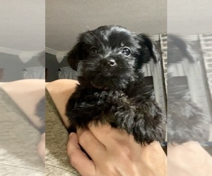 Morkie Puppy for sale in MOORE, OK, USA