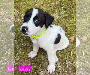 Border Collie-Unknown Mix Dogs for adoption in Alexander, AR, USA