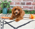 Small #2 Cavapoo (Miniature)