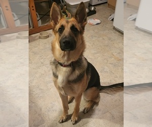 Mother of the German Shepherd Dog puppies born on 07/29/2026