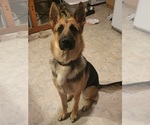 Small Photo #1 German Shepherd Dog Puppy For Sale in TARBORO, NC, USA