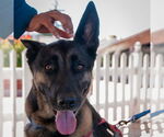 Small #16 German Shepherd Dog Mix