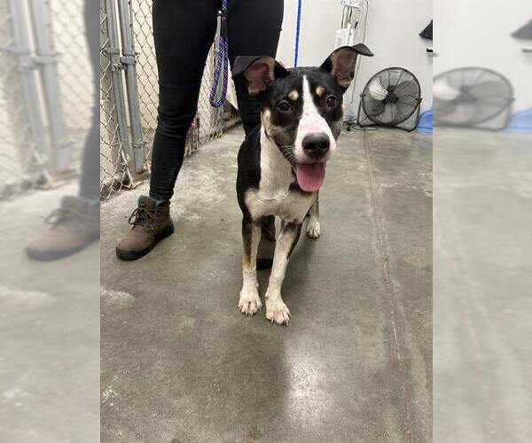 Medium Photo #1 Huskies -Unknown Mix Puppy For Sale in Rosenberg, TX, USA