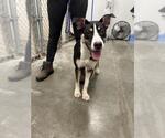 Small Huskies  Mix
