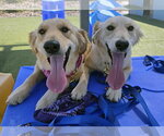 Small #3 English Setter-Golden Retriever Mix