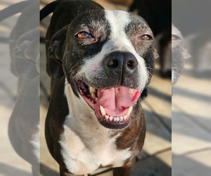 Boston Terrier-Unknown Mix Dogs for adoption in Wakefield, RI, USA