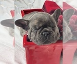 Small Photo #11 French Bulldog Puppy For Sale in FLEMING ISLAND, FL, USA