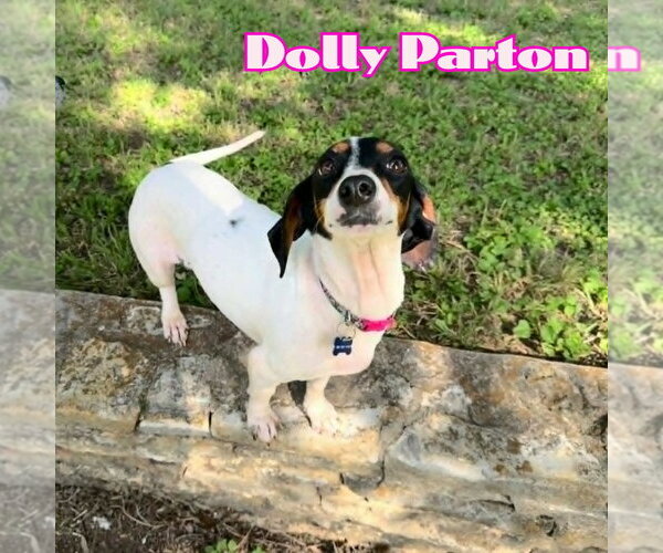 Medium Photo #12 Dachshund Puppy For Sale in San Antonio, TX, USA