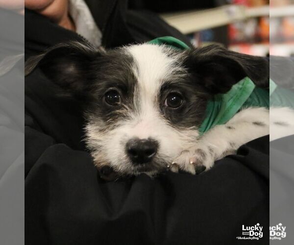 Medium Photo #3 Chihuahua-Unknown Mix Puppy For Sale in Washington, DC, USA