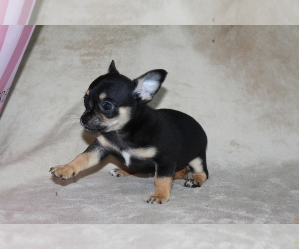 Medium Photo #9 Chihuahua Puppy For Sale in HUDSONVILLE, MI, USA