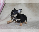 Small #8 Chihuahua