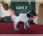 Small Photo #3 German Shorthaired Pointer Puppy For Sale in N SYRACUSE, NY, USA