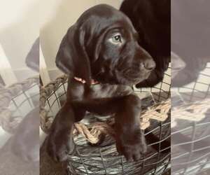 German Shorthaired Pointer Litter for sale in PASCO, WA, USA