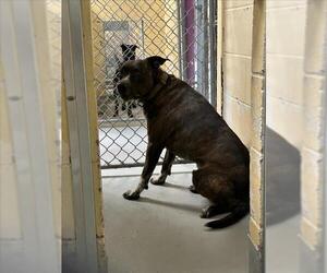 Mutt Dogs for adoption in Tulsa, OK, USA